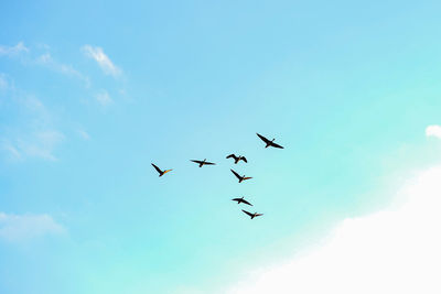 Low angle view of birds flying in sky