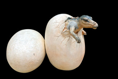 Close-up of shells against black background