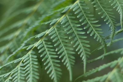 Evergreen fern cibotium barometz or herbal medicine chain fern woodwardia fimbriata giant chain fern