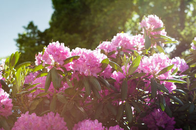 Close-up of pink flowers