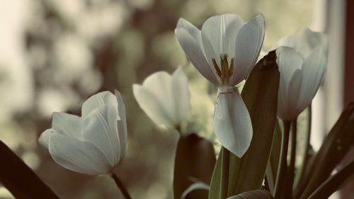 Close-up of white flowering plants