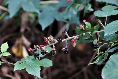 Close-up of red flowering plant