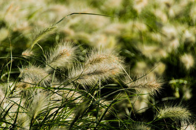 Close-up of flowering plant on field