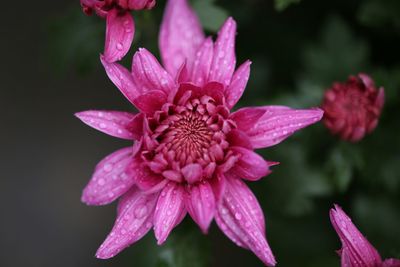 Close-up of pink flower with dew drops