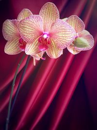 Close-up of red flower