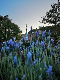 Purple flowering plants on field against sky