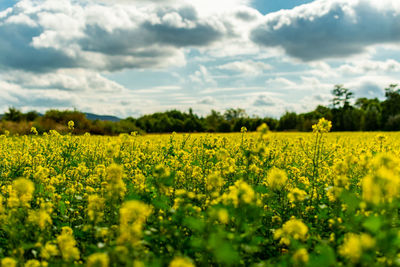 Scenic view of oilseed rape field against cloudy sky