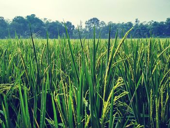 Crops growing on field