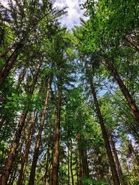 Low angle view of bamboo trees
