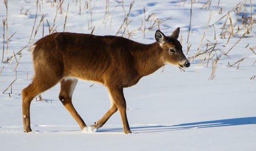 Deer standing on snow covered land