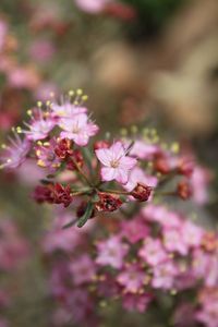 Close-up of pink flowering plant