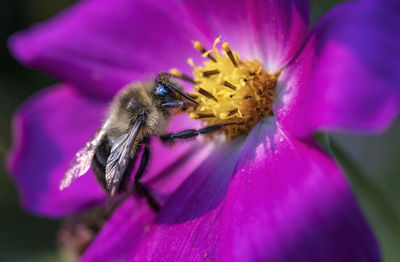 Close-up of bee on purple flower