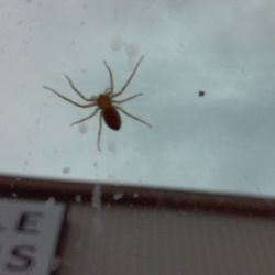 Close-up of spider