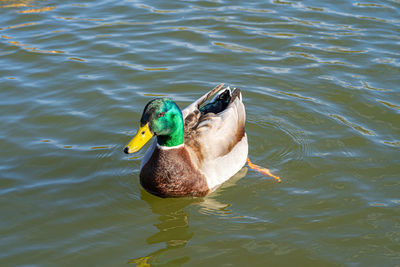 Mallard duck ducks on lake pond low level close up view