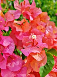 Close-up of pink flowering plant