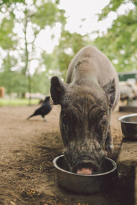 Close-up portrait of pig eating at farm