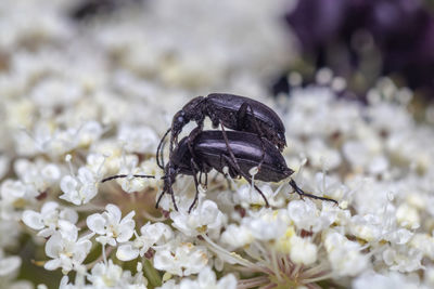 Close-up of insect on flower