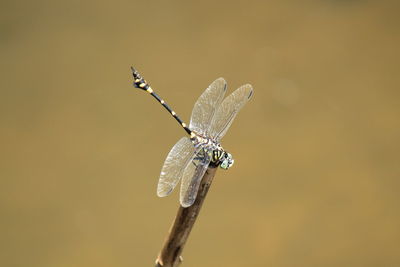 dragonflies and damseflies