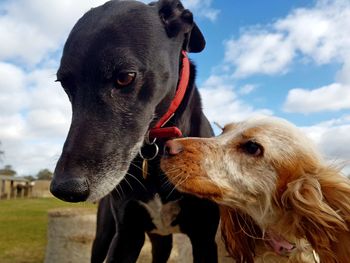 Close-up of dog against sky