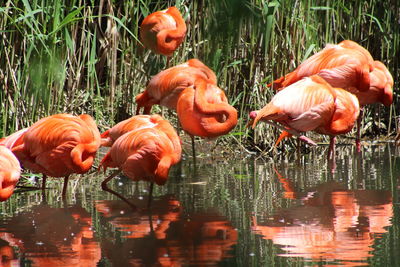 View of birds in lake