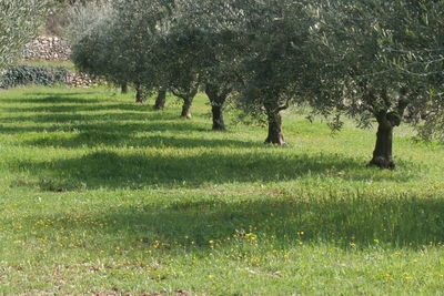 Trees growing in field