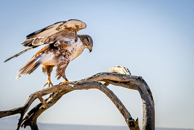 Low angle view of owl perching on branch against clear sky