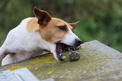 Close-up of dog eating stone on wooden table