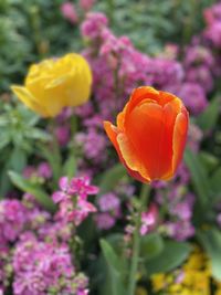 Close-up of orange flowering plant