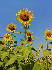 Close-up of sunflowers on flowering plant against clear sky