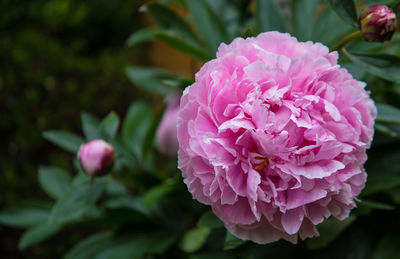 Close-up of pink flowers