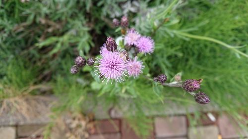 Close-up of pink flower on plant