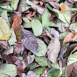 Full frame shot of dry leaves