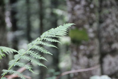 Close-up of fern plant