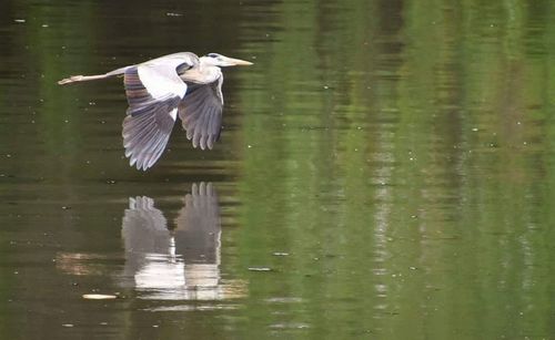 Bird flying over lake