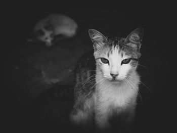 Close-up portrait of kitten on black background