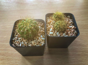 High angle view of potted cactus on table