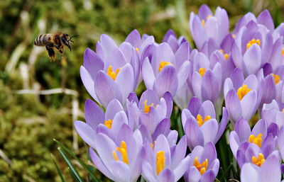 Bee hovering over purple flowers