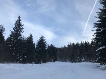 Trees on snow covered land against sky