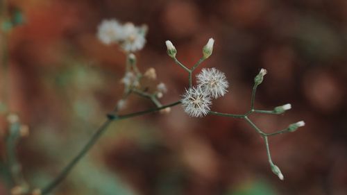 Close-up of white flower plant