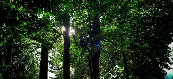 Low angle view of trees in forest