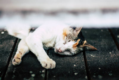 Close-up of cat lying down