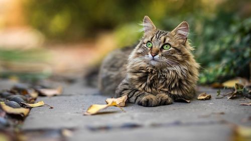 Portrait of a cat