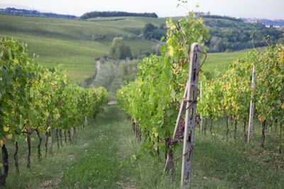 Close view of plants with vineyard in tuscany, italy.