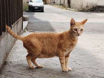 Portrait of a cat