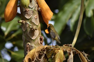 Close-up of bird perching on a tree