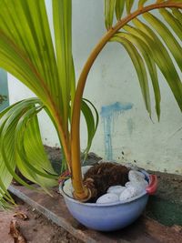 Close-up of potted plant against wall