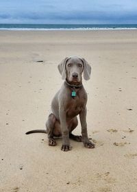 Portrait of dog sitting on beach against sky