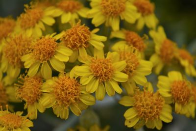 Close-up of yellow flowering plant