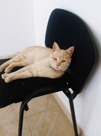 Cat resting on chair at home