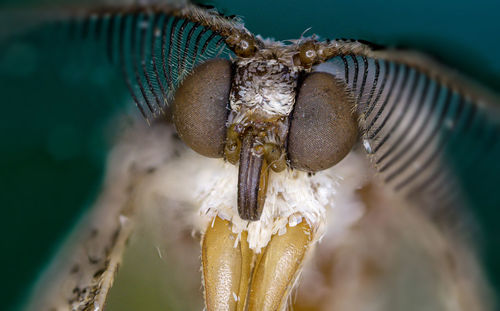 Close-up of insect